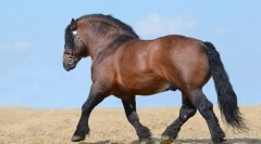 Najväčšie kone na svete